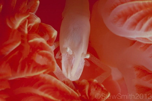 Albino Emperor Shrimp inside Spanish Dancer gills by Stew Smith 
